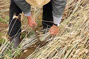 Getreide-Ernte am 26. Juli 2015 - Vorfhrung des Mitmach-Museums