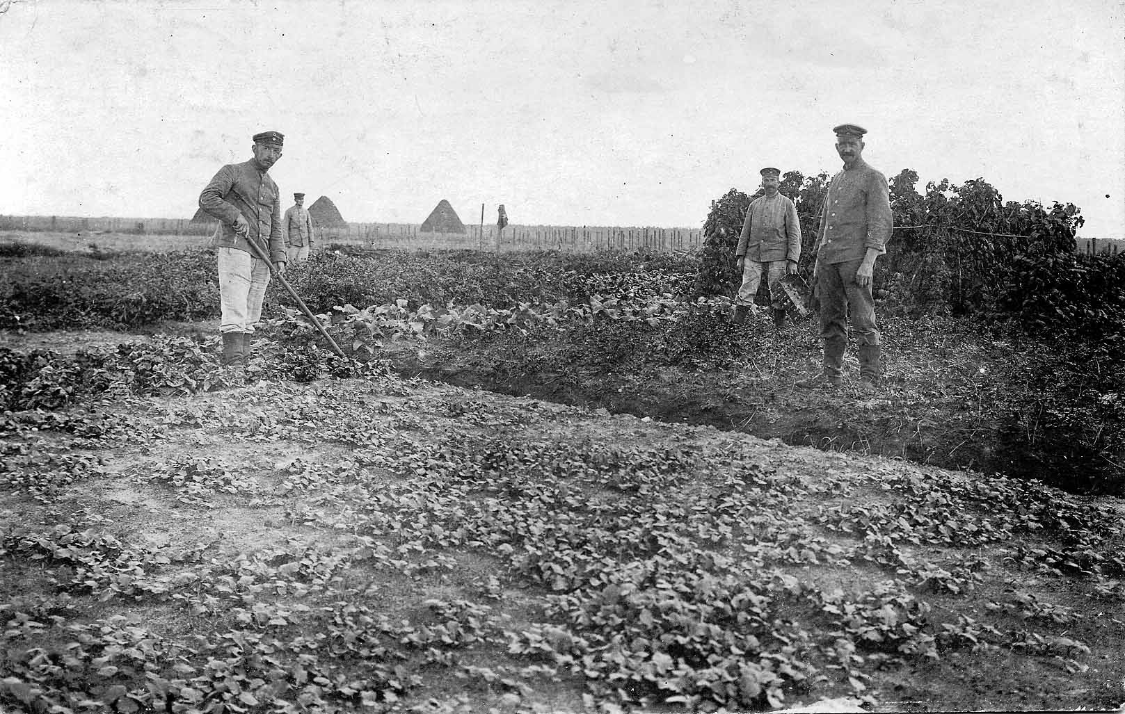 Vier Soldaten bei der Feldarbeit