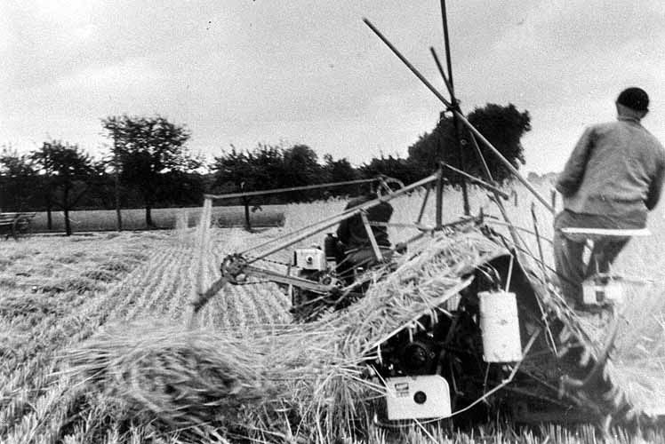 Schneiden des Getreides auf dem Feld. 