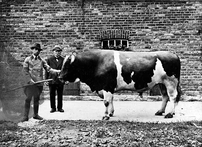 Vater Philip Struchtrup und Sohn Joseph mit einem Zuchtbullen