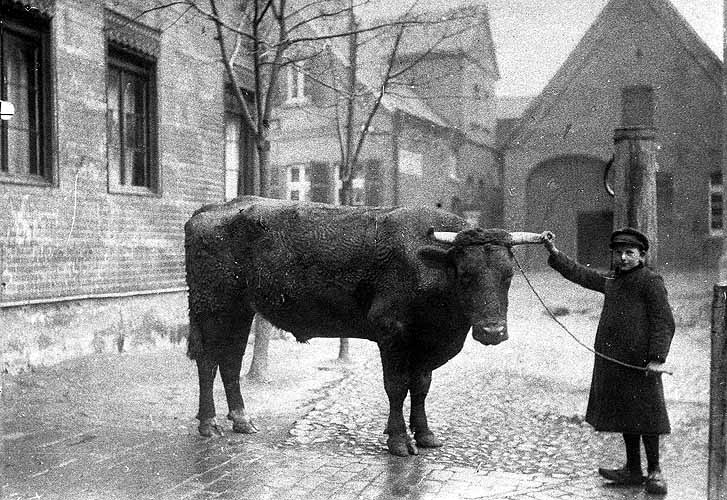 Der letzte Arbeitsochse vom Hof Brinkmann in Versmar 