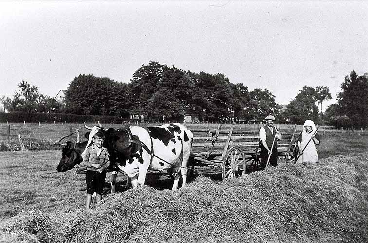 Milchkühe als Arbeitstiere 