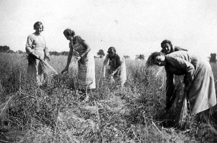 Flachs ziehen auf einem Feld