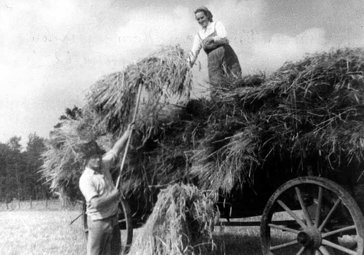 Aufladen der Garben auf den Ringsenwagen 