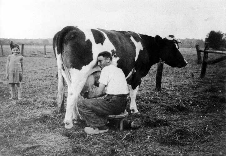 Melken auf der Weide