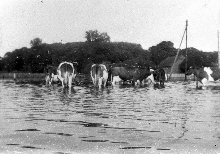 Kühe im Hochwasser am Mußenbach