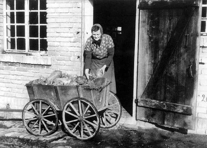 Transport von Runkeln im Bollerwagen