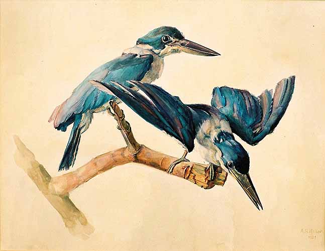Eisvgel