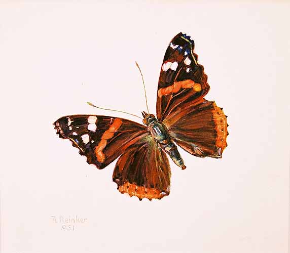 Schmetterling (Pfauenauge)